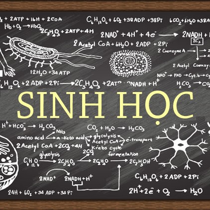 (Giáo dục phổ thông) [Sinh học 11] Ôn tập HKI